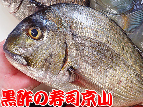 ヘダイ　寿司　平鯛